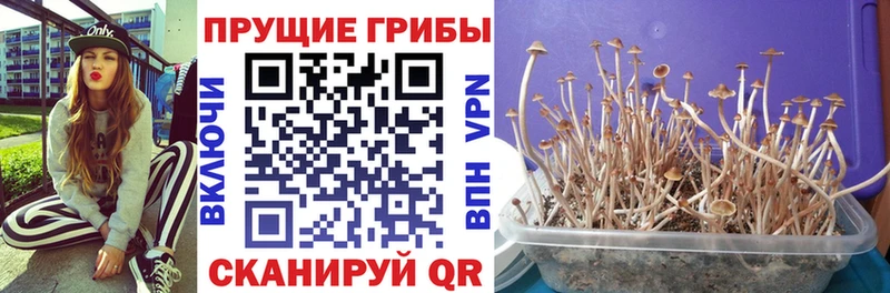 Псилоцибиновые грибы прущие грибы  Оха 